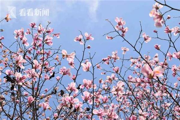 林丹奧運會