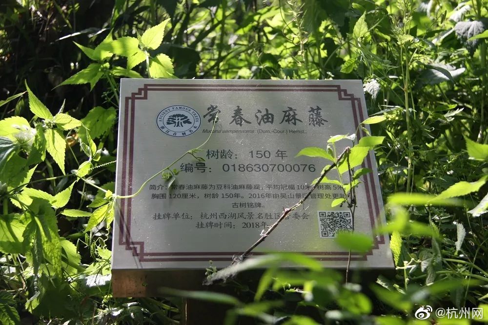 qq