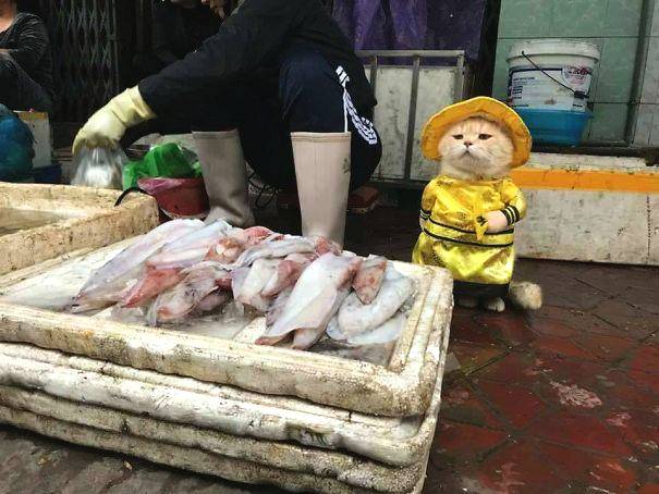 qq
