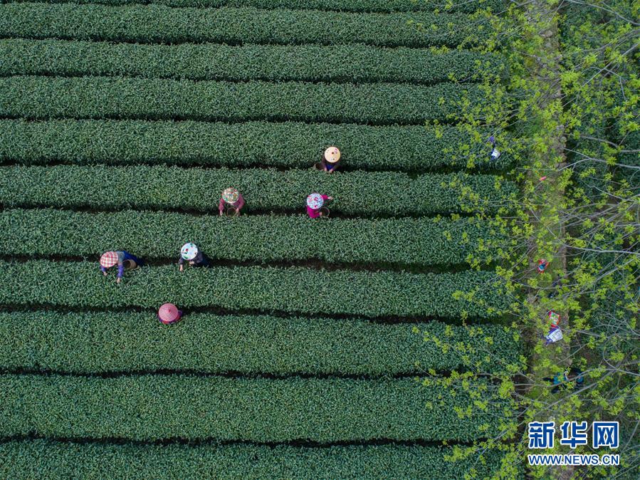 陽泉市培育壯大特色專業(yè)鎮(zhèn) 共拓“興農(nóng)路”