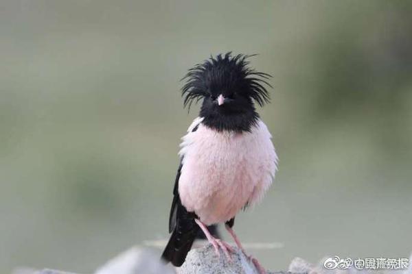 weixin