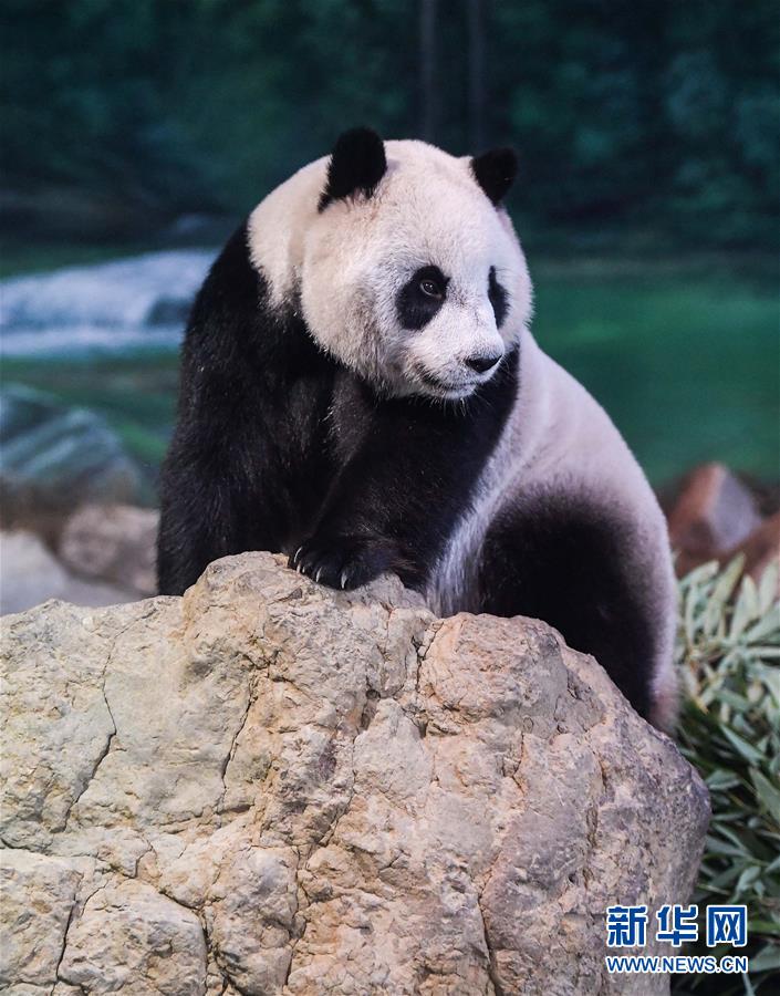 qq