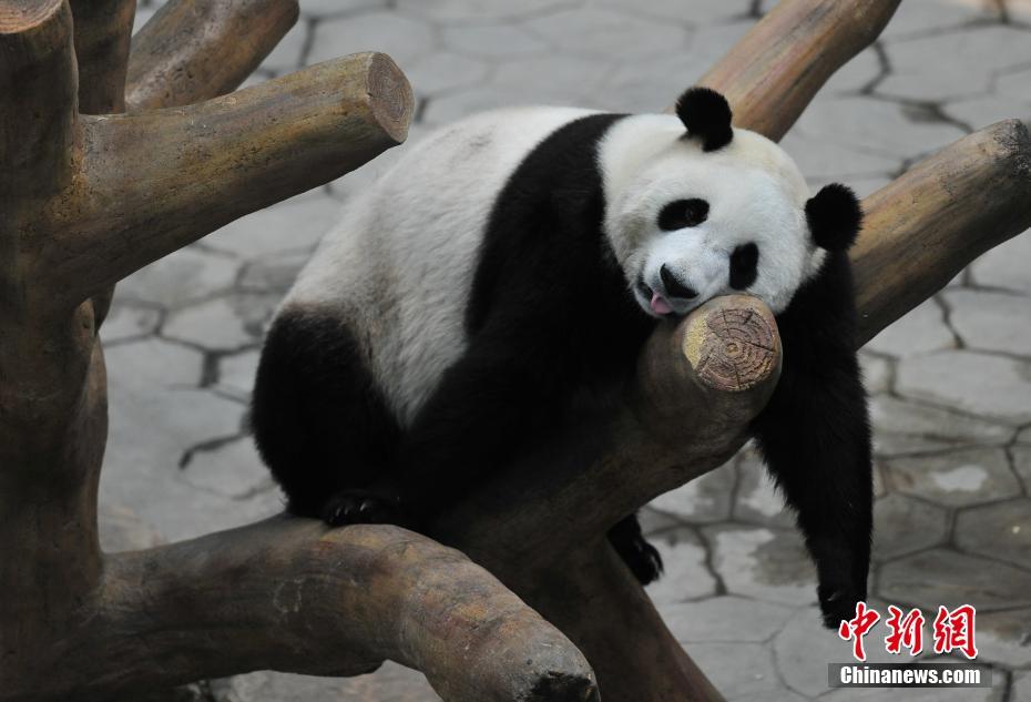qq